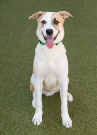 OLLIE - Photo 1