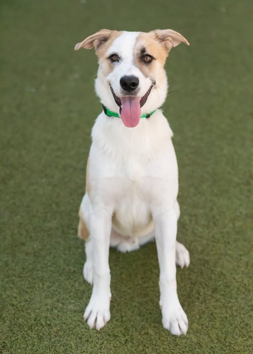 OLLIE - Shepherd / Boxer for adoption in Scottsdale