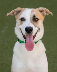 OLLIE - Photo 12