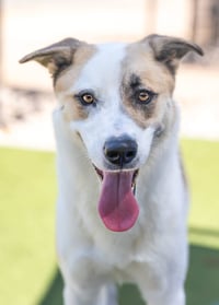 OLLIE - Photo 25