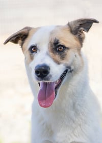 OLLIE - Photo 21