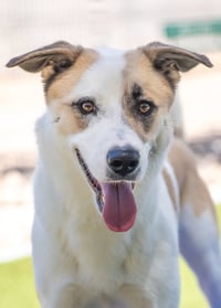OLLIE - Photo 23