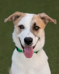 OLLIE - Photo 9