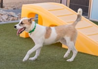 OLLIE - Photo 5