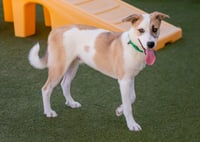 OLLIE - Photo 8