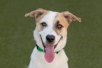 OLLIE - Photo 11