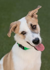 OLLIE - Photo 16