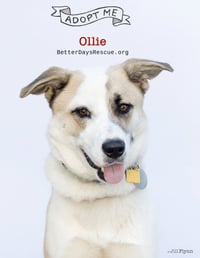 OLLIE - Photo 10