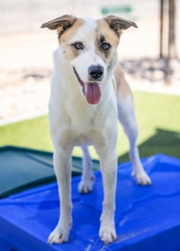 OLLIE - Photo 24