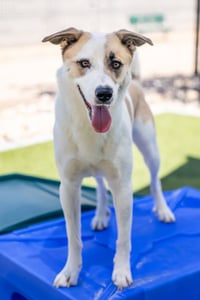 OLLIE - Photo 22