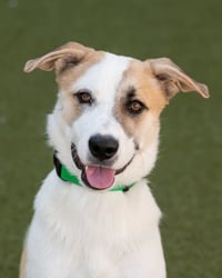 OLLIE - Photo 7