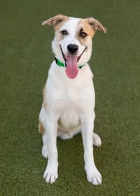 OLLIE - Photo 13