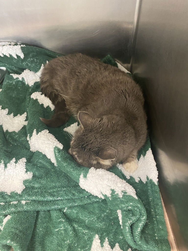 CA 139 OTTY - Domestic Short Hair available for adoption