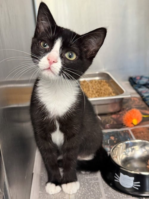 CA 134 BLAIR - Domestic Short Hair for adoption in Richmond