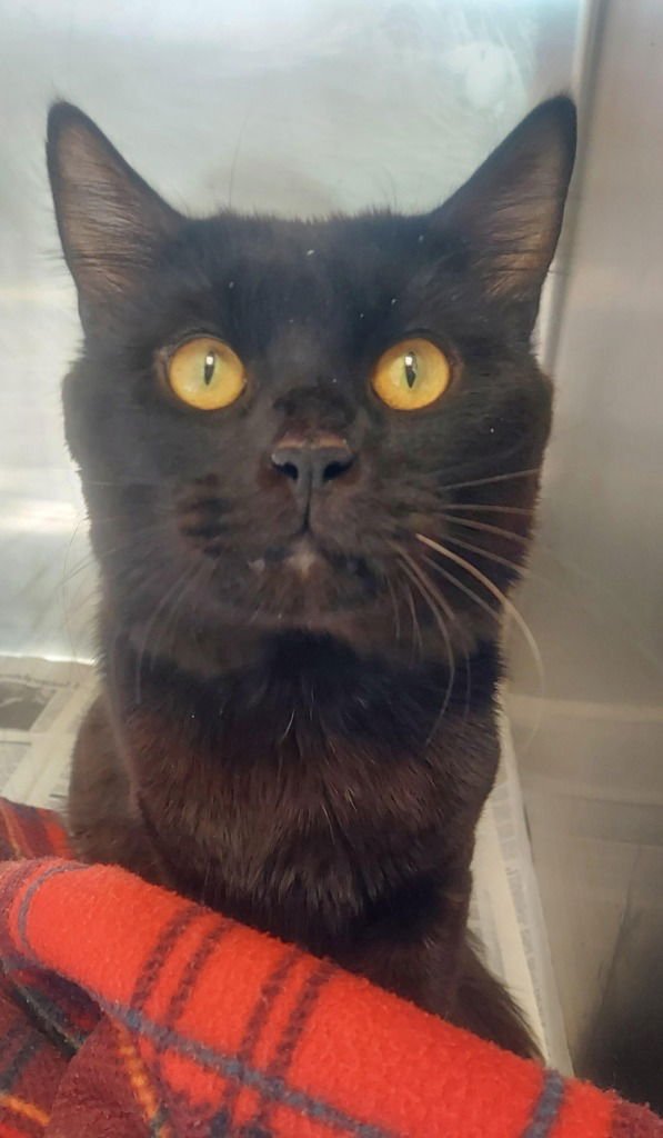 CA 137 CANDY KANE - Domestic Short Hair available for adoption