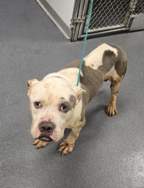 DI 91 MUDDY PATCH HHS RRP- CB - Pit Bull Terrier for adoption in Richmond