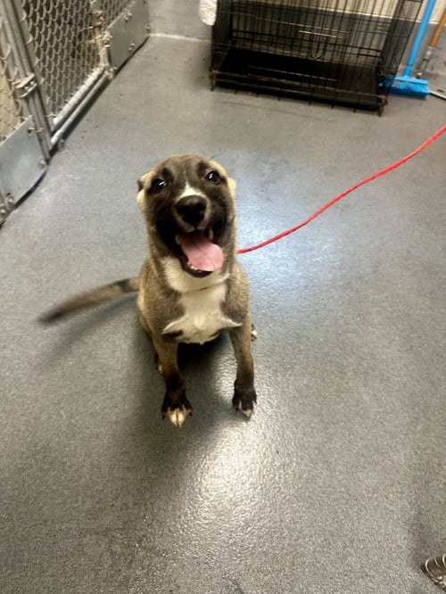 PR 56 STARK - Belgian Shepherd Malinois available for adoption