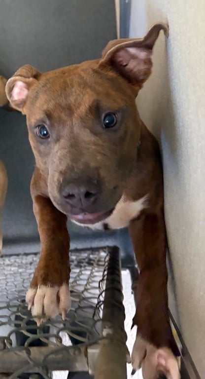 DQ 64 Toph Image