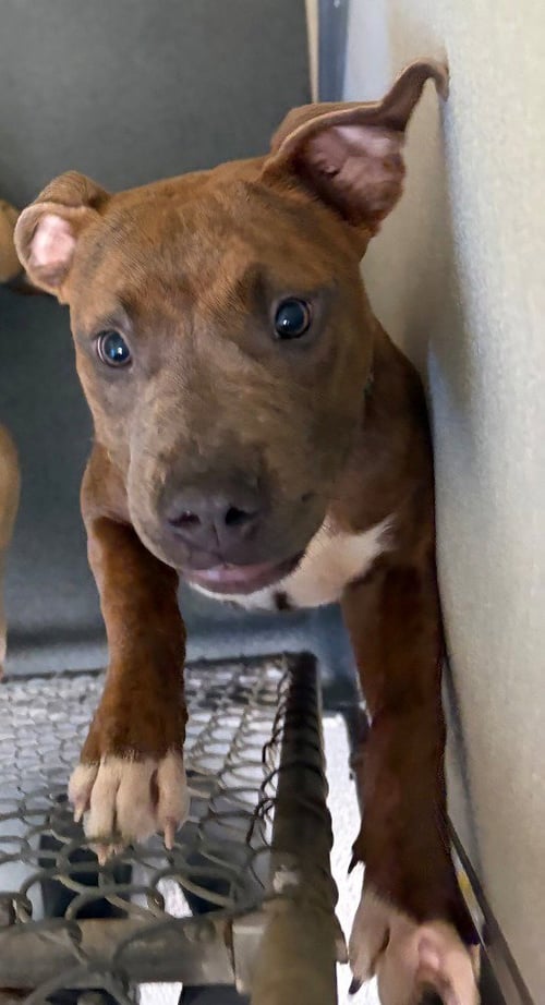 DQ 64 TOPH - Pit Bull Terrier available for adoption