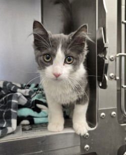 CA 130 PRINCESS - Domestic Medium Hair available for adoption