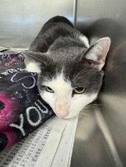 CA 133 EASTER BUNNY - Domestic Short Hair available for adoption