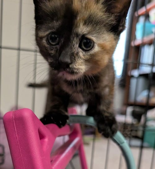 CA 137 NUTMEG - Domestic Short Hair available for adoption