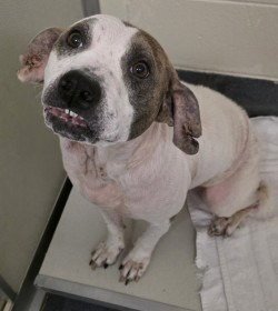 DA 3 GIRLIE - Pit Bull Terrier / Terrier for adoption in Richmond