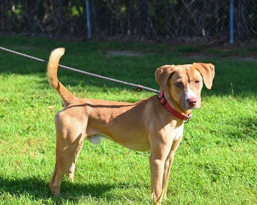 DA 31 SOURDOUGH - Hound / Terrier available for adoption