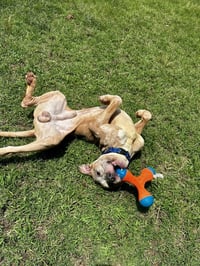 DQ 61 Ralphie - Photo 1
