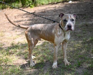 DQ 61 RALPHIE - Pit Bull Terrier available for adoption