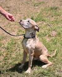 DQ 61 Ralphie - Photo 3