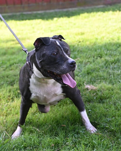 PR 54 CUPCAKE - Pit Bull Terrier available for adoption