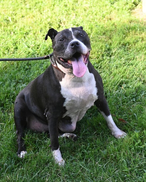 PR 54 CUPCAKE - Pit Bull Terrier for adoption in Richmond