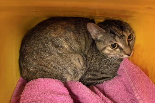 FC 100 BUGGS - Domestic Short Hair available for adoption