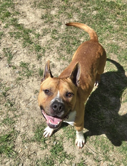 DA 1 JERRY - Pit Bull Terrier for adoption in Richmond