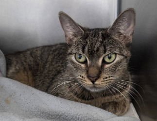 CA 114 BROOKLYN - Domestic Short Hair available for adoption