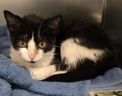 CA 139 JEWEL - Domestic Short Hair available for adoption