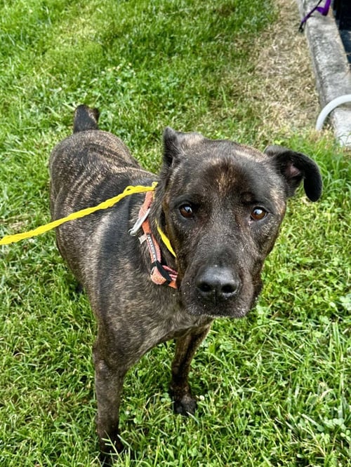DA 7 DEZ - Pit Bull Terrier available for adoption