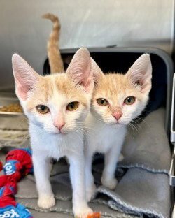 CA 133 IVY - Domestic Short Hair for adoption in Richmond