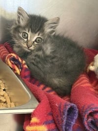 CA 127 Oatmeal Cookie - Photo 1