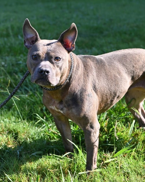 DA 9 TINA LUNA - Pit Bull Terrier available for adoption