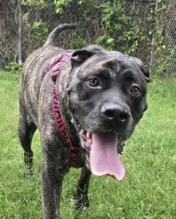 KAILEY HHS RRP- JS - Cane Corso Mastiff for adoption in Richmond