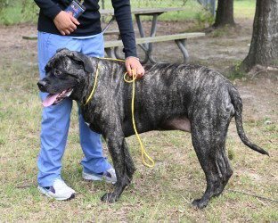 KAILEY HHS RRP- JS - Cane Corso Mastiff available for adoption