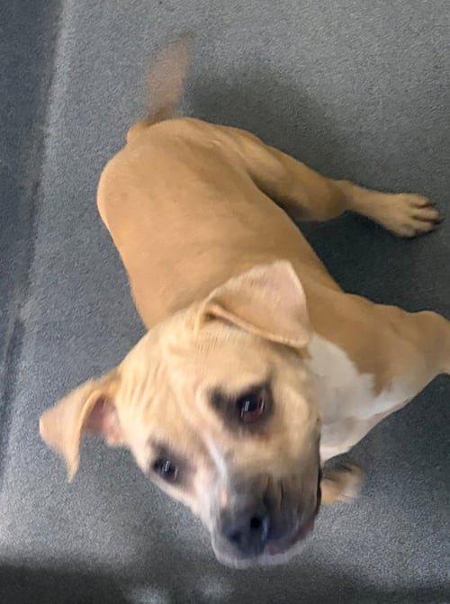 DI 84 KATARA - Pit Bull Terrier for adoption in Richmond