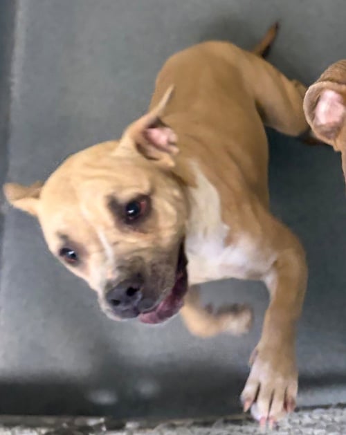 DI 84 KATARA - Pit Bull Terrier available for adoption