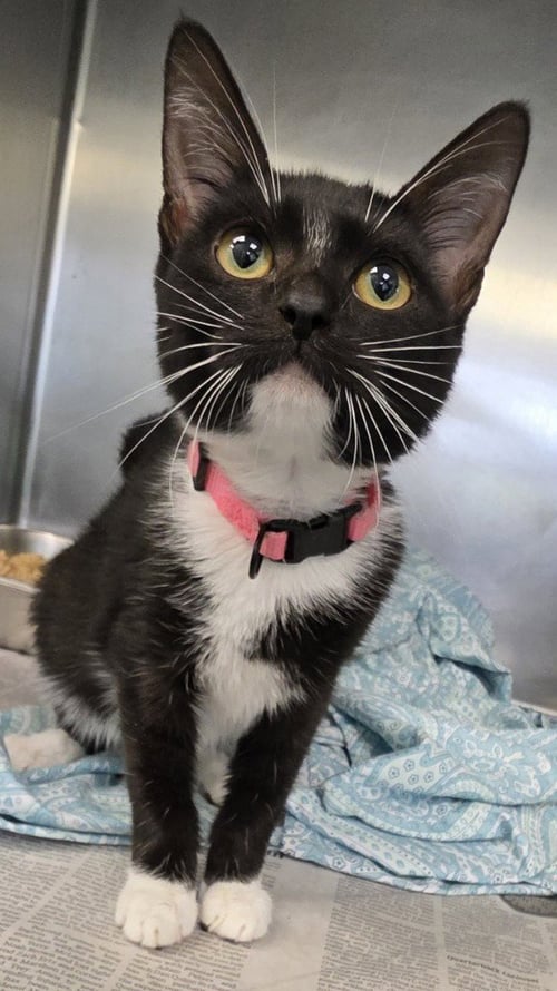 CA 133 MARY - Domestic Short Hair available for adoption
