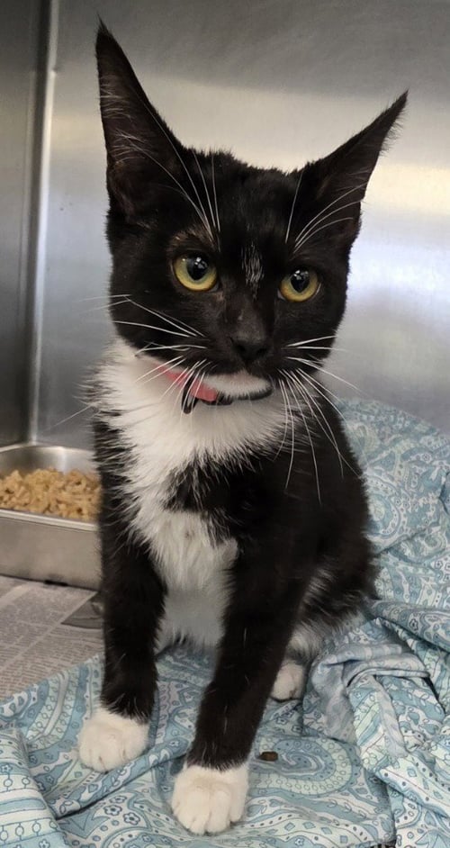CA 133 MARY - Domestic Short Hair available for adoption