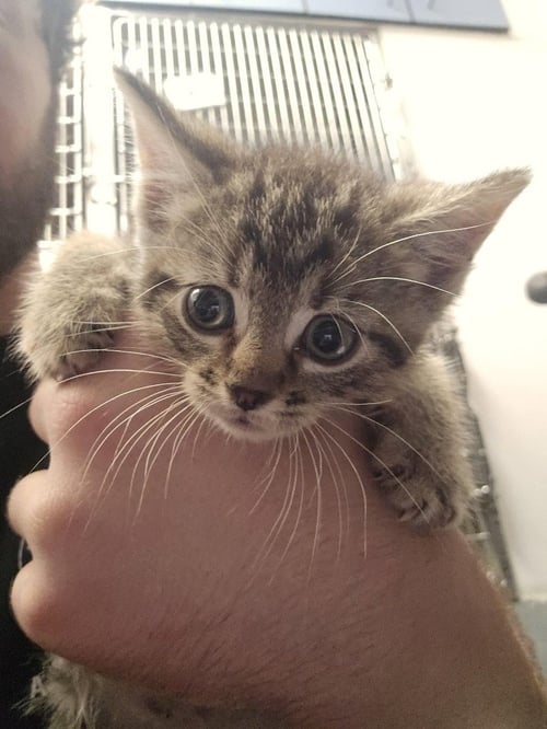 CA 137 BLUEBERRY COBBLER - Domestic Short Hair for adoption in Richmond