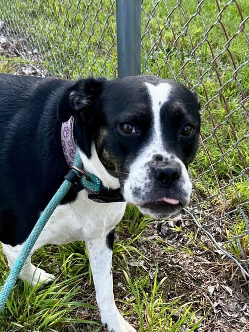 KEKO - HHS RRP - Pit Bull Terrier for adoption in Richmond