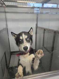 DA 18 WINDBREAKER - Husky available for adoption